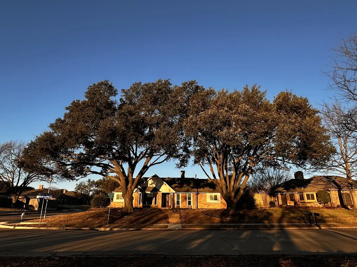 Established residential canopy tree shading a home in Flintstone